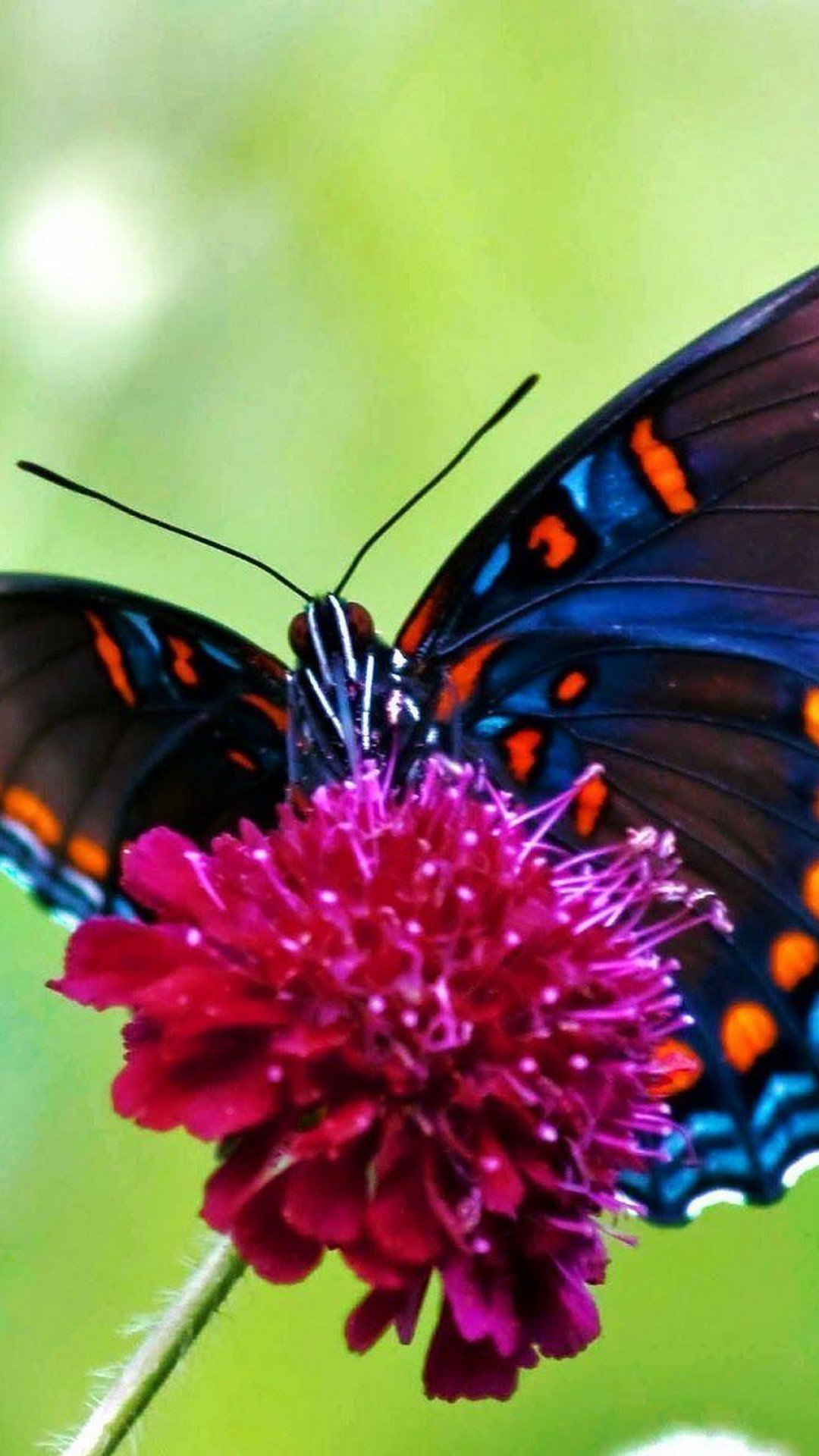 96 Flower Live Wallpaper