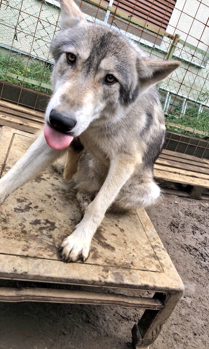 狼と俳優 おはようございます ぺろ 狼 オオカミ 狼犬 大型犬 犬の横顔写真展 犬好きな人と繋がりたい 仲良し Wolf ウルフ ウルフドッグ ハイブリットウルフ かわいいと思ったらrt 動物 カメラ好きな人と繋がりたい 写真好きな人と繫がり