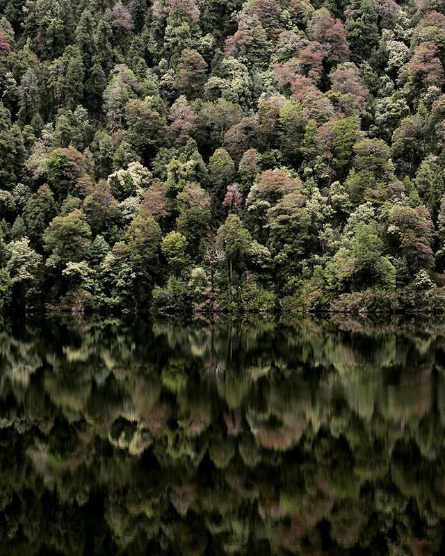 AChilepoh's tweet photo. 📸 @asperchile - Lago Risopatron en #carreteraaustral
#chile 🇨🇱 #marcachile #somoschile #bechile #somosachilepoh #lake #maravillasenchile #patagonia #yourshotphotographer
#reflection #forest #nature Descubre y Conoce @achilepoh@achilepoh https://t.co/Mb4qwI50tT