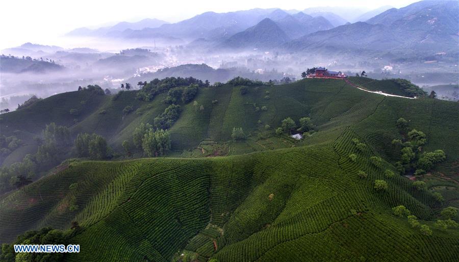 Xinyang Hashtag On Twitter - 