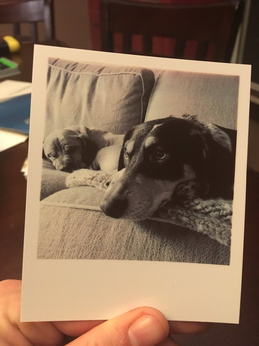 AshFitzMSU's tweet photo. #NationalAdoptAShelterPetDay the best dogs are shelter dogs 🐶 #fatpatches #poochtoots https://t.co/coWDemQtfL