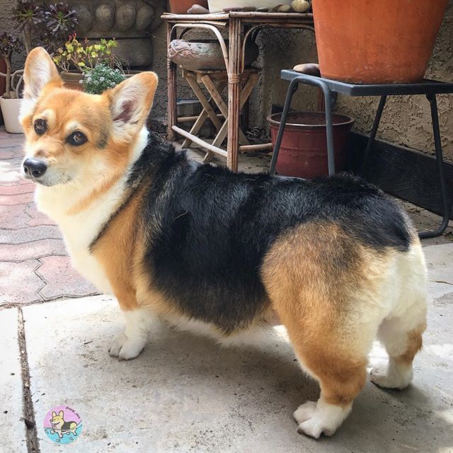 corgi_zero's tweet photo. It was almost long enough to donate to Locks of Love... #MarshmallowButt #PolarBearButt #ByeByeButtFluff #MomoMonday https://t.co/HDTNl8KWGp https://t.co/2JZIj09mH6