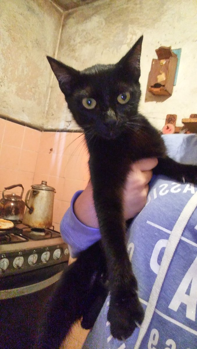 nachuualegre's tweet photo. Por problemas de mudanza se dan en adopción 4 gatitos, 2 son bebés y los otros dos son medianitos. Por favor compartir necesito encontrarles un hogar lo antes podible. Muchas gracias https://t.co/2b43CqKASF