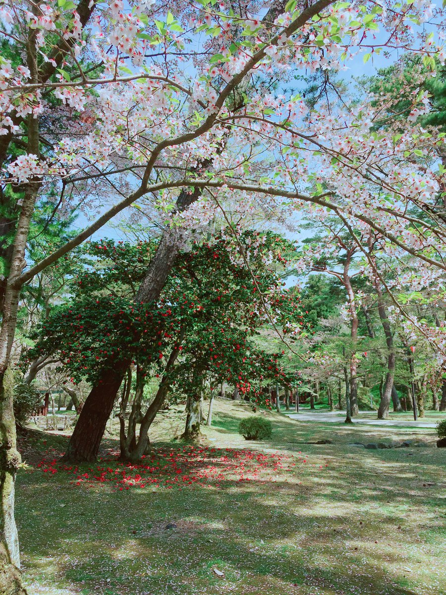 Pico222 昨日は秋田駅近くの千秋公園 桜まつり 葉桜の中で赤い椿がつい目立っちゃってる感じ可愛い 散った椿の花 が地面に落ちてるの可愛い 地面に椿の花が落ちる瞬間を見てみたい