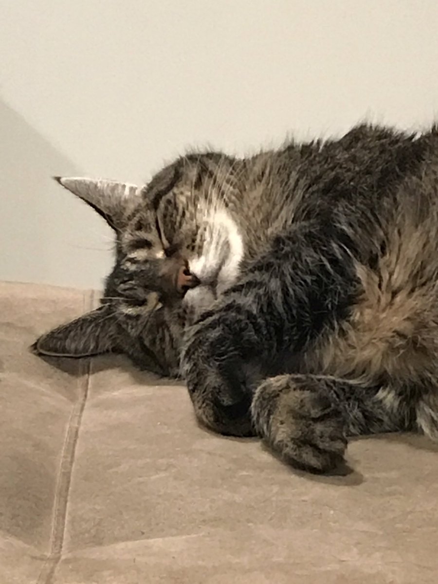 donafyapp's tweet image. #NationalAdoptAShelterPetDay 
We might as well join in and share DONAFY’s unofficial mascots Kitty and Monkey. #CatMonday