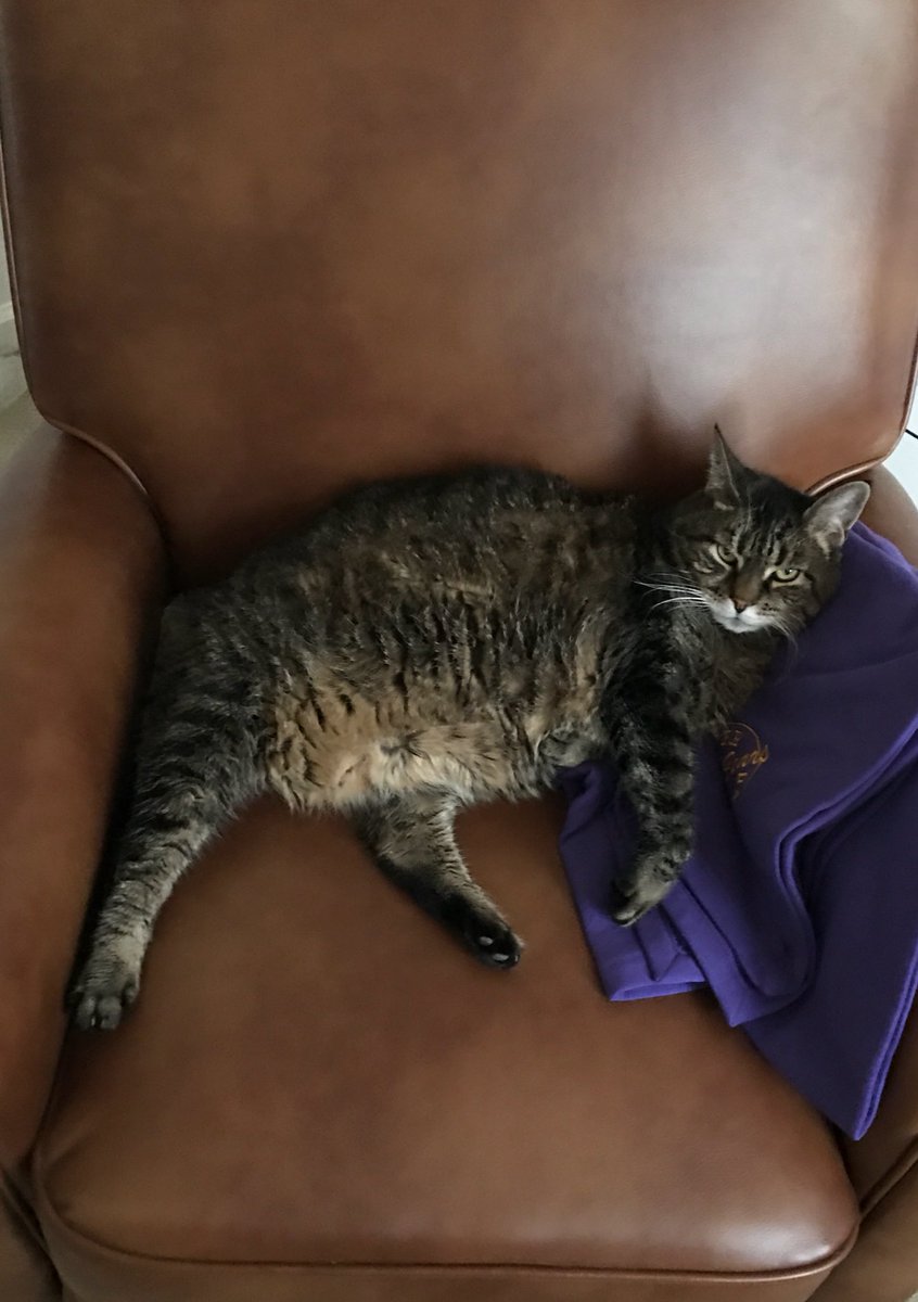 donafyapp's tweet image. #NationalAdoptAShelterPetDay 
We might as well join in and share DONAFY’s unofficial mascots Kitty and Monkey. #CatMonday