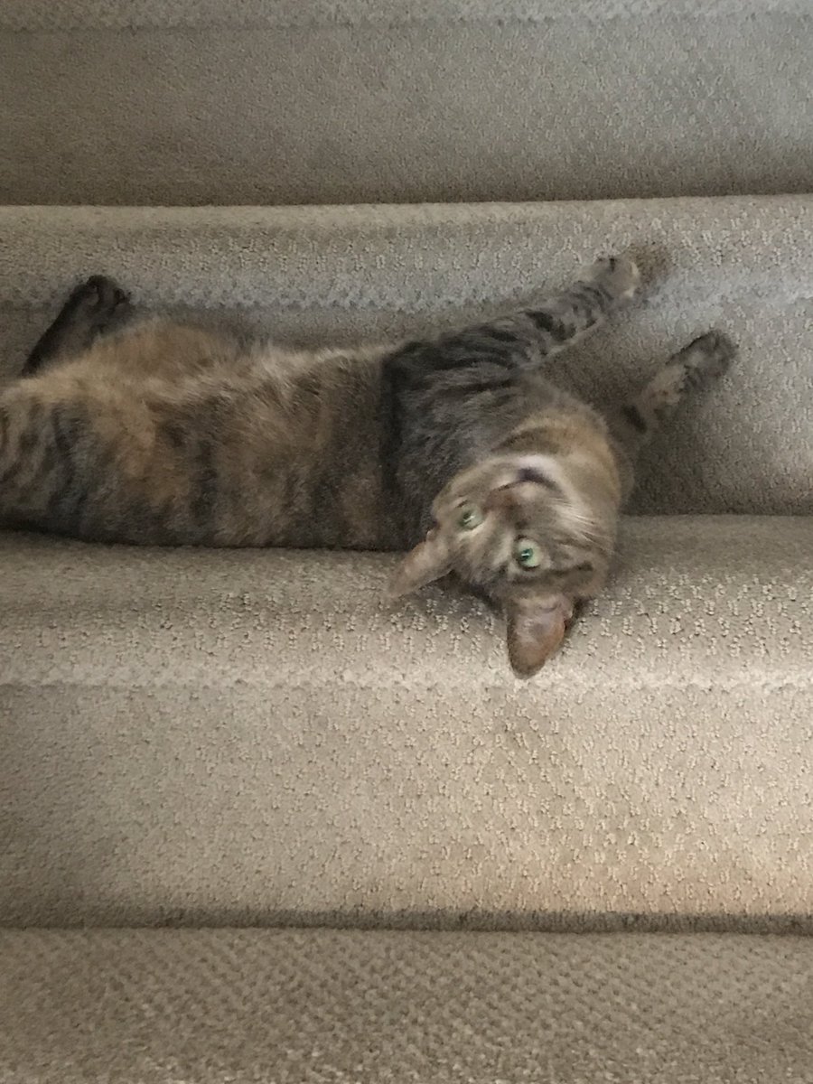 donafyapp's tweet image. #NationalAdoptAShelterPetDay 
We might as well join in and share DONAFY’s unofficial mascots Kitty and Monkey. #CatMonday