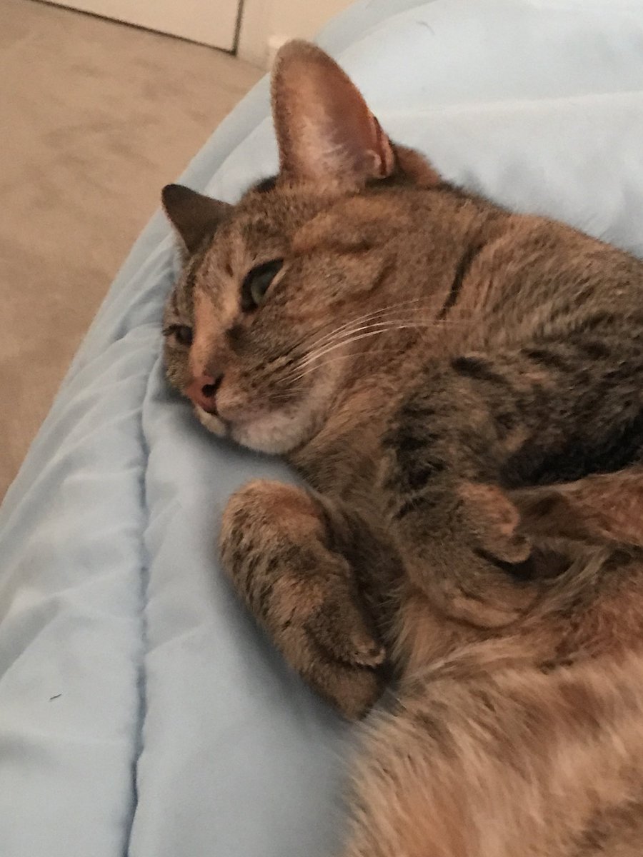 donafyapp's tweet image. #NationalAdoptAShelterPetDay 
We might as well join in and share DONAFY’s unofficial mascots Kitty and Monkey. #CatMonday