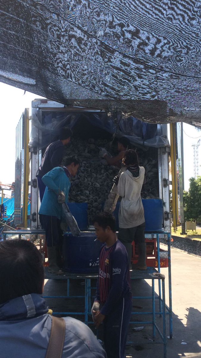 WilkerBenoa's tweet photo. 01/05 #OneHealthKIPM
Pengawasan Stuffing Domestik Keluar di Pelabuhan Benoa. PT. SJS Komoditi : Cakalang, Baby Tuna, Iayang 1 Thermoking 🚛 Tujuan Muara Baru-Jakarta.  (24152kgm)  by @bkipmdenpasar @wilkerbenoa @HumasBKIPM @rinajanwar2201. https://t.co/tkmVaUKgKI