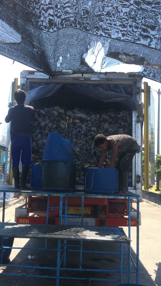 WilkerBenoa's tweet photo. 01/05 #OneHealthKIPM
Pengawasan Stuffing Domestik Keluar di Pelabuhan Benoa. PT. SJS Komoditi : Cakalang, Baby Tuna, Iayang 1 Thermoking 🚛 Tujuan Muara Baru-Jakarta.  (24152kgm)  by @bkipmdenpasar @wilkerbenoa @HumasBKIPM @rinajanwar2201. https://t.co/tkmVaUKgKI