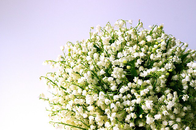 NovotelGolf's tweet photo. L’équipe du Novotel La Grande Motte vous souhaite plein de bonheur pour ce mois de mai ! 
💐🌺🌷🌹

#1ermai #muguet #mai #liliofthevalley #happyness #mayn #picoftheday 
#lagrandemotte #montpellier #novotel #accorhotels https://t.co/8c90ESTsxF