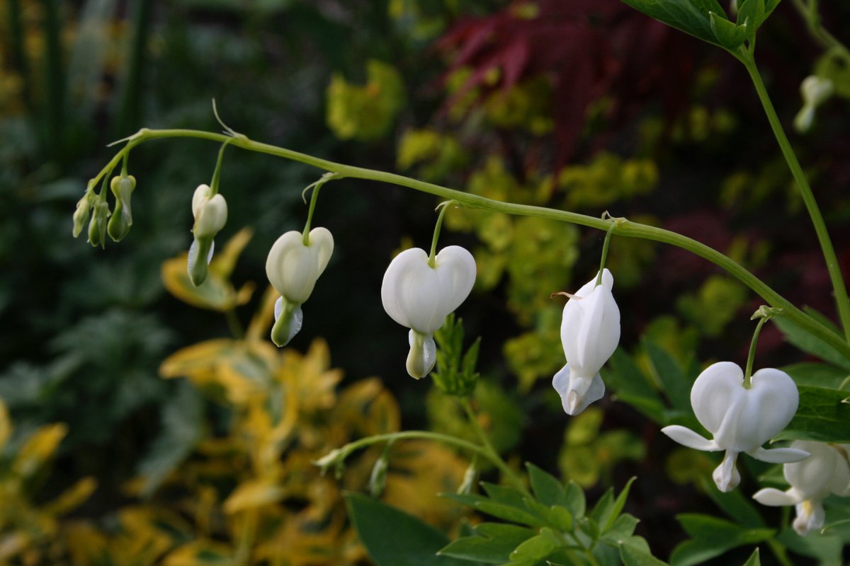 TythorneGD's tweet image. May  is here! What a wonderful month to enjoy our gardens, with so much to  see and do. Here's the Tythorne Garden Design guide to our gardens this  month... 
 tythorne.com/bl…/our-gardens-this-month-may-2018