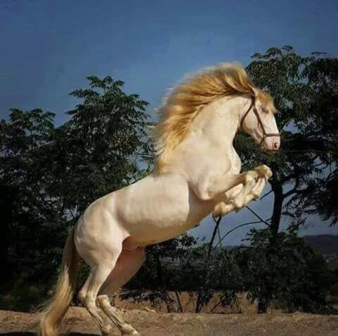 Hamza70914568's tweet photo. "@abahmad998: لله دُرك ....!✨

.........يا أصيله https://t.co/fhNsi7enQH"
