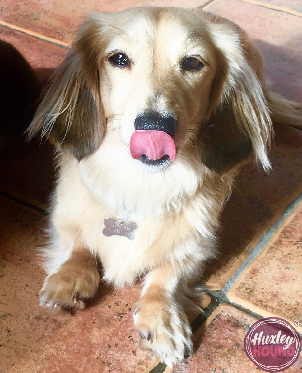 HuxleyHoundUK's tweet photo. Happy #tongueouttuesday folks! Have a great day - I’m off to enjoy more #lipsmackinglygood treats! 😜😊🐾 #organic #organicdogtreats #thetreatyoucantrust https://t.co/ldtRqTeJwm