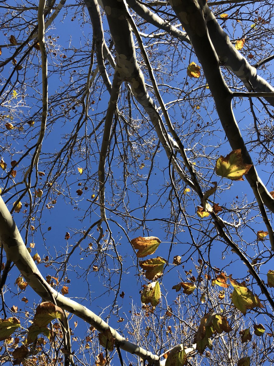 maminkwink's tweet photo. ... Autumn unclad ... https://t.co/pGh9p1Q7Kc