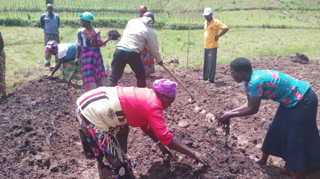 Rwanda_SMAP's tweet photo. Mr. Ange Rovert who is in charge of RAB-SMAP activity @RwandaAgriBoard conducted FFS-1 in @BureraDistrict, 25th April. According to the result of market survey by farmers, cabbage, carrot, sweet pepper, french bean, amaranth, egg plant and onion were sown at demonstration farm. https://t.co/RY3EjnqDMO