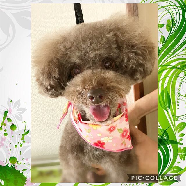 Alc_Hyottoko's tweet photo. お客様わんこ❤️ ふわふわ可愛い💕イメチェン中‼️お耳の毛育成中〜〜✨ #出張トリミング #dog #poodle #toypoodle #いつもありがとう #トイプードル
https://t.co/tCPnDxGQcR https://t.co/snYCUQtspS