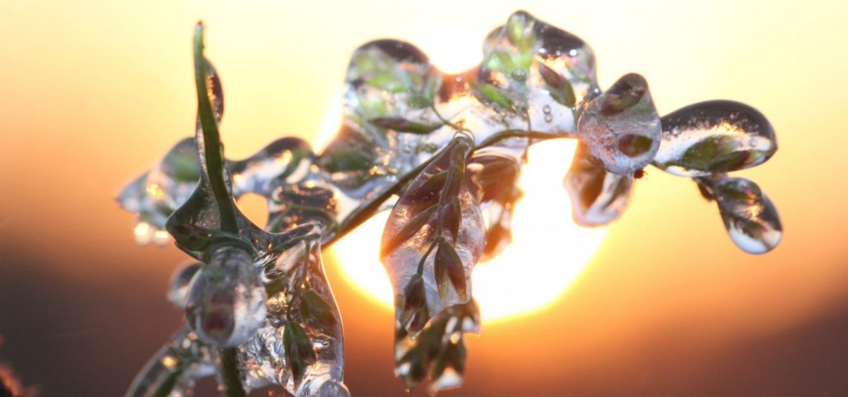 weeronline's tweet photo. Haal je #zomerplantjes maar weer naar binnen, het gaat vriezen! https://t.co/H6mNSqSDrL https://t.co/kIsNDmxp3c