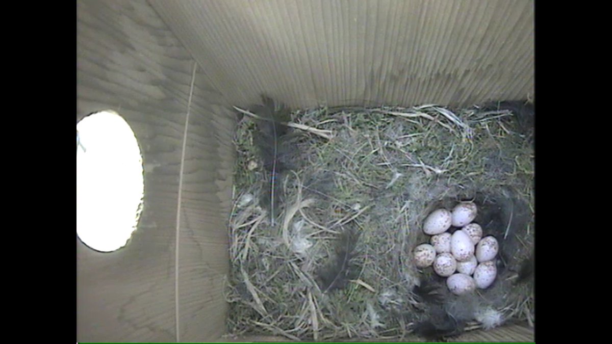 One more egg this morning, only 10 last night when we thought she had started incubating them. <a href="/Whyteleafe_sch/">Whyteleafe School</a>