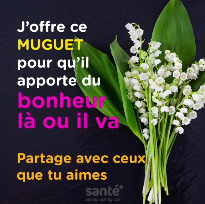 Samuel Gros on X: "Ce joli bouquet de muguet est pour vous mes amis, je  vous l'offre afin qu'il vous porte bonheur tout au long de l'année. Bon 1er  mai à vous