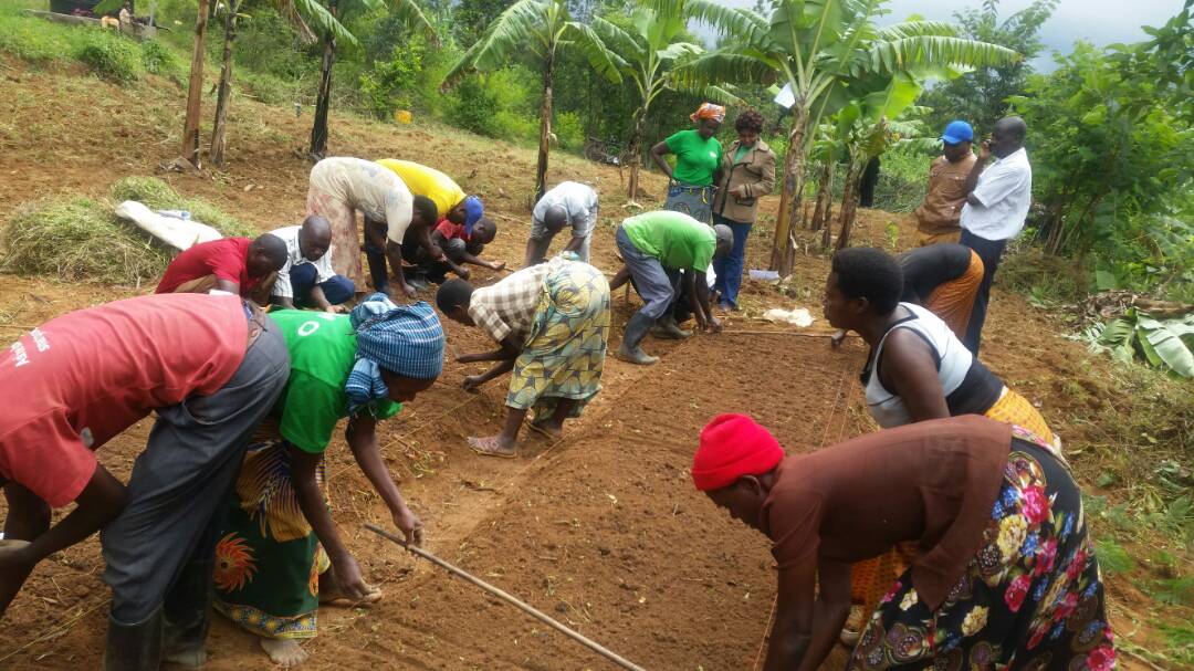 Rwanda_SMAP's tweet photo. FFS-1 was held @BugeseraDistr by RAB-SMAP, @RwandaAgriBoard on 26th April. Tomato, egg plant, onions and cabbages were planted at nursery bed and water melon was sown with the pot made by banana leaf. https://t.co/Ee94lxGpvC