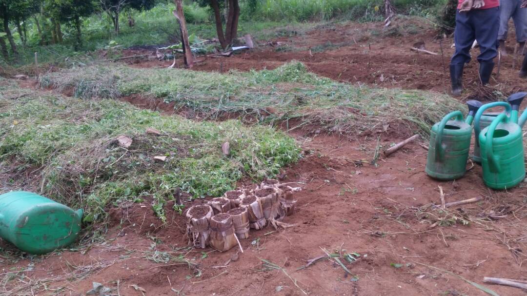 Rwanda_SMAP's tweet photo. FFS-1 was held @BugeseraDistr by RAB-SMAP, @RwandaAgriBoard on 26th April. Tomato, egg plant, onions and cabbages were planted at nursery bed and water melon was sown with the pot made by banana leaf. https://t.co/Ee94lxGpvC