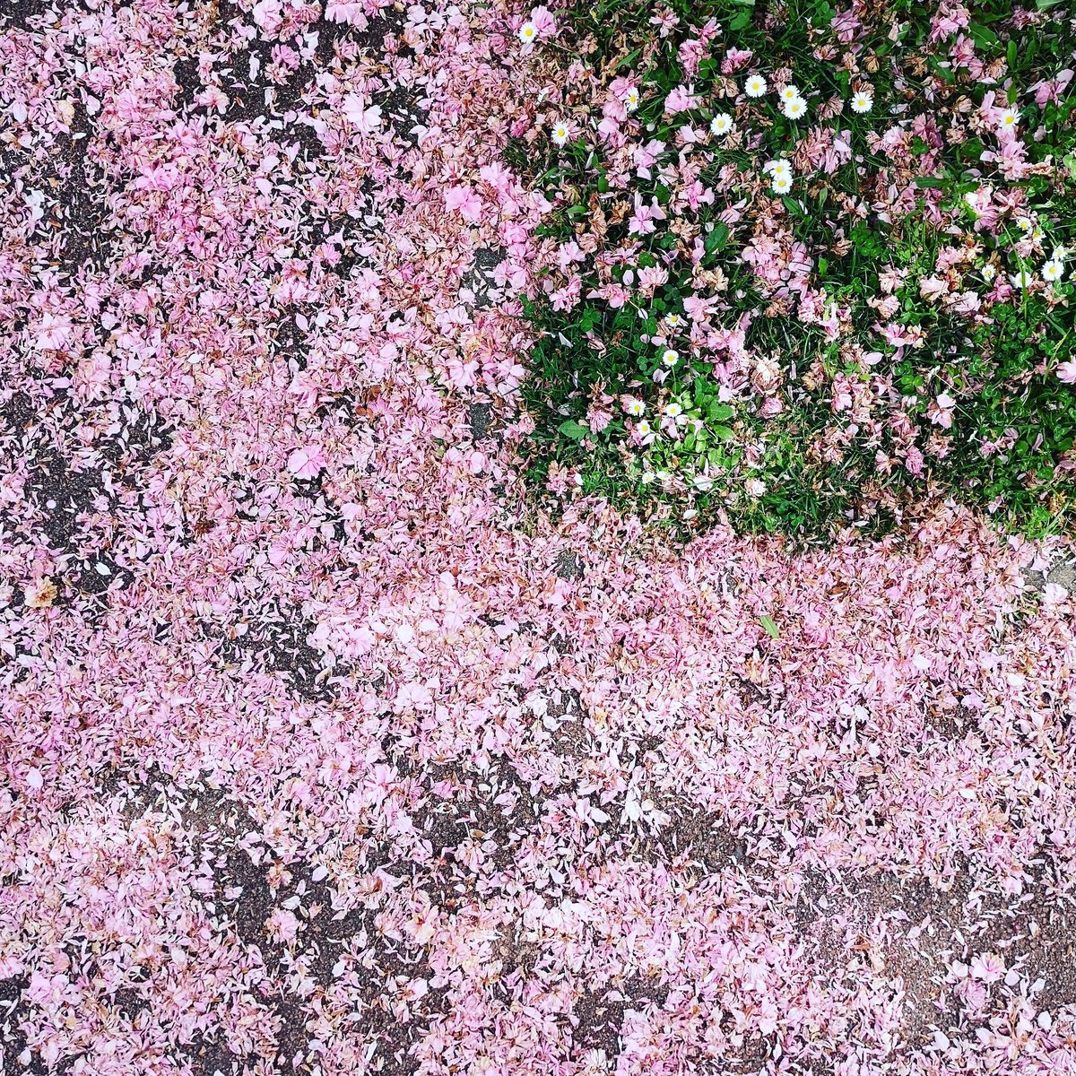 4pixels
⬛🔲
⬛⬛
#quoeat #4pixels
#quoeat4pixels #fourpixels
#cerisierdujapon #pink #pinkcolor #green #sakura #petales #nature #saison #flowers #tree #colors #spring #square #rose #pelouse #printemps #art #huaweip20pro #p20pro  #leica #quarter #photographe  #corner #nature