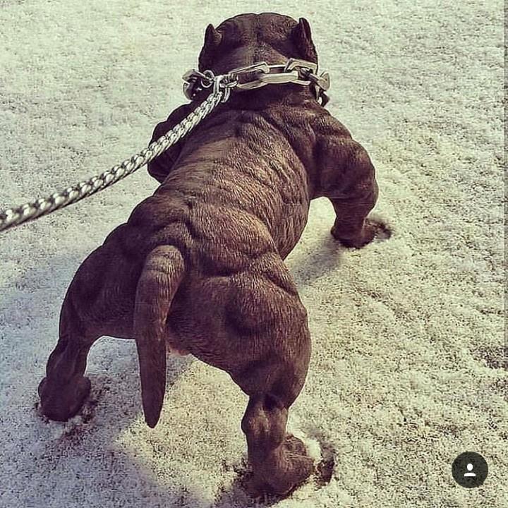 Накаченный питбуль