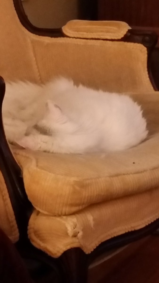 Emmie12750's tweet photo. #Tobycat is napping before his PM dose of ear goop. #sillykittys #hyperthyroidkitty https://t.co/ZL3Db6pWJG