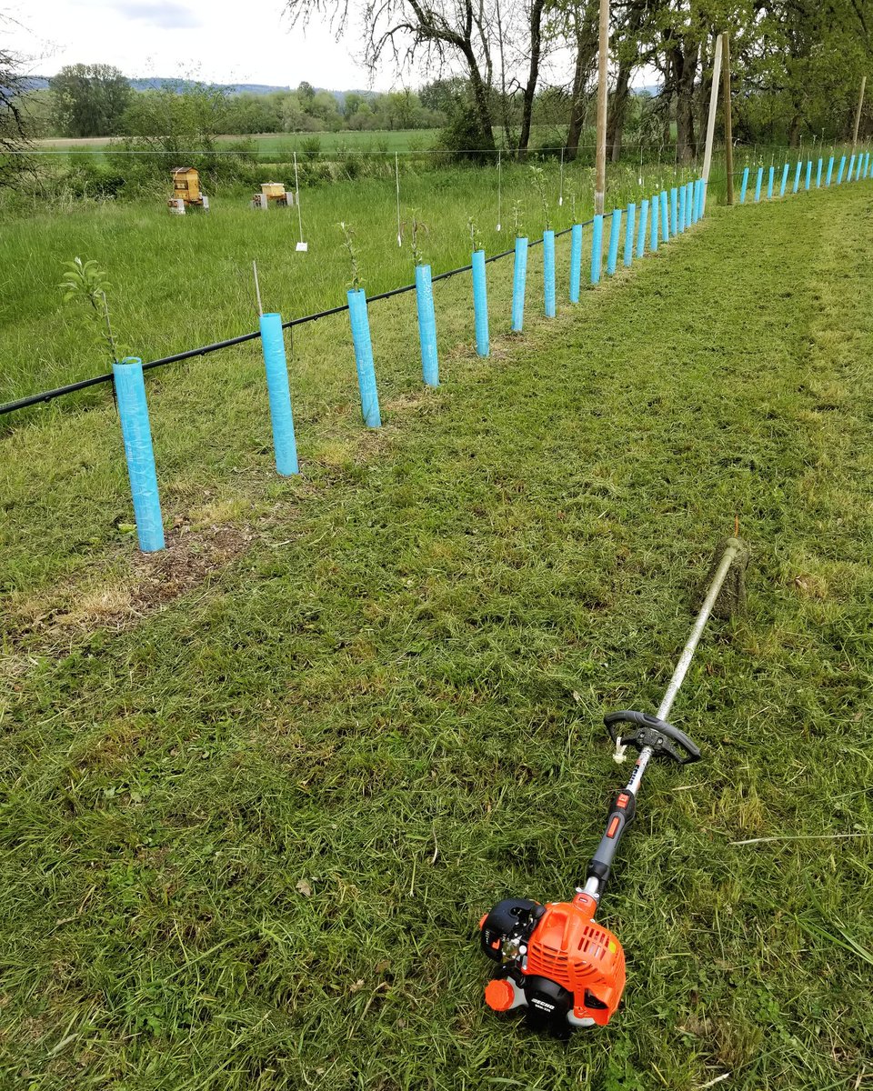 This past weekend was spent preparing for battle with the weeds.
#weedwacker #appletrees #orchard #weedcontrol #battletime