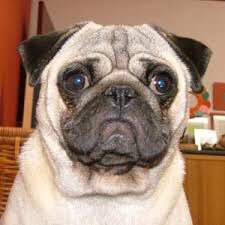 Only #Pugs should be allowed to wear #Pugdi ! (: (: #SayItLikeBiplab