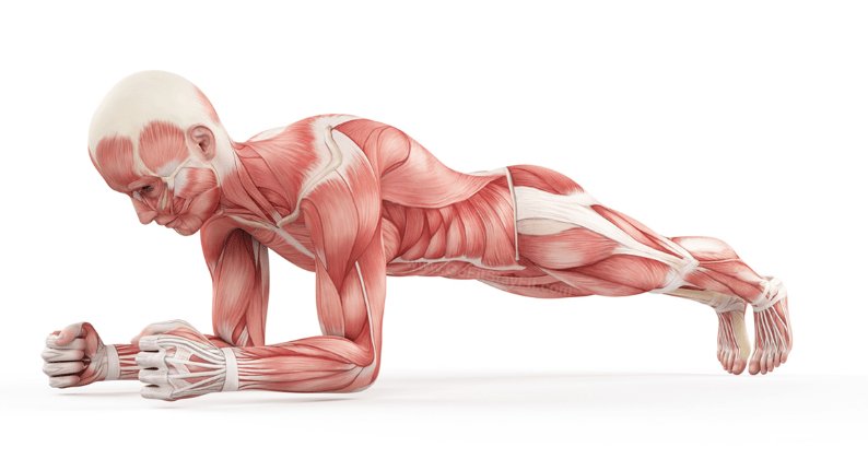 7 Things That Happen When You Do planks Every Day #health #Healthy #healthybeauty #healthylivings dailynews24h.net/7-things-that-…