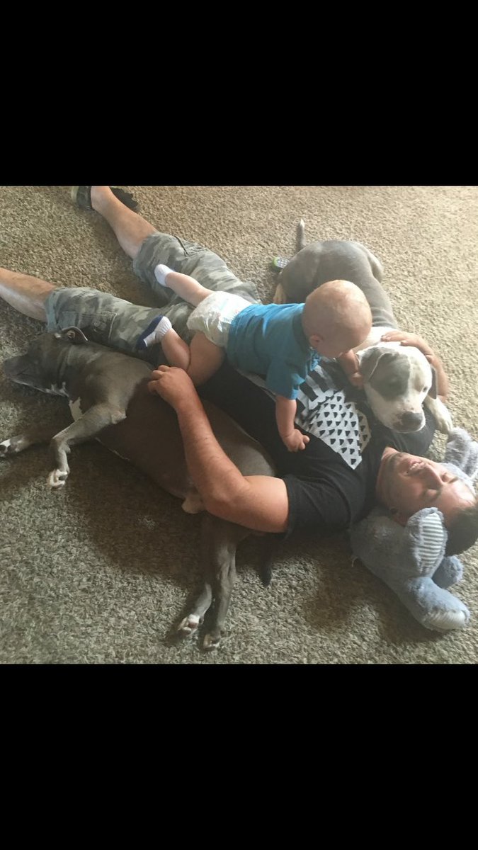 CarolineeeeWade's tweet photo. Brian Goeson. Murdered my families dogs, in cold blood. The dogs attacked his cat, but the cat lived. Both dogs died. This should’ve been settled, but he won’t stop. This guy is as crazy as it comes. #justiceforRampageandGixxer https://t.co/dsFQ1Za3q2
