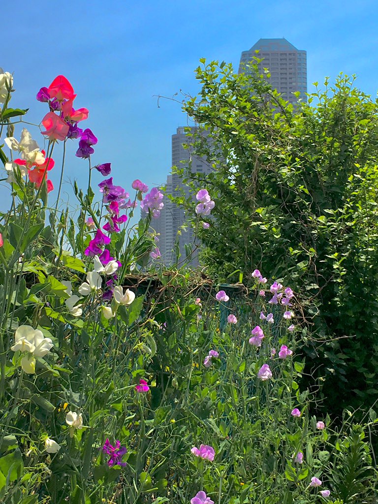 unknownself_'s tweet image. 今日のバイト昼休み。 #散歩 #茅場町 #新川公園 #隅田川テラス #iPhoneSE