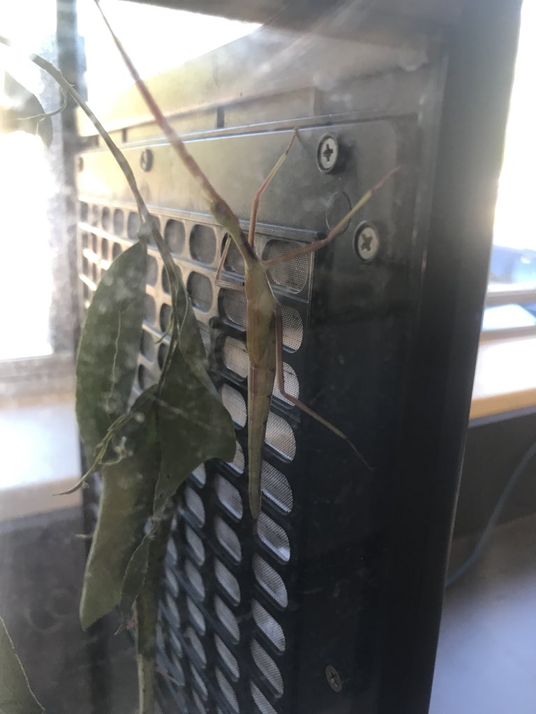 Thoughts on class pets? I’m not sold on it yet #acuedu_P