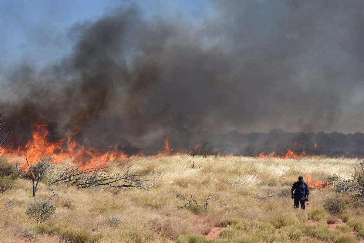 TSCommissioner's tweet photo. Traditional burning is securing the future for the Bilby &amp; the Great Desert Skink in WA's arid country. Last week, Traditional Owners from the remote Birriliburu IPA have been undertaking Indigenous right-way burns &amp; threatened species surveys. Read more: https://t.co/QwcDssYMgy https://t.co/TMQKA91hX2