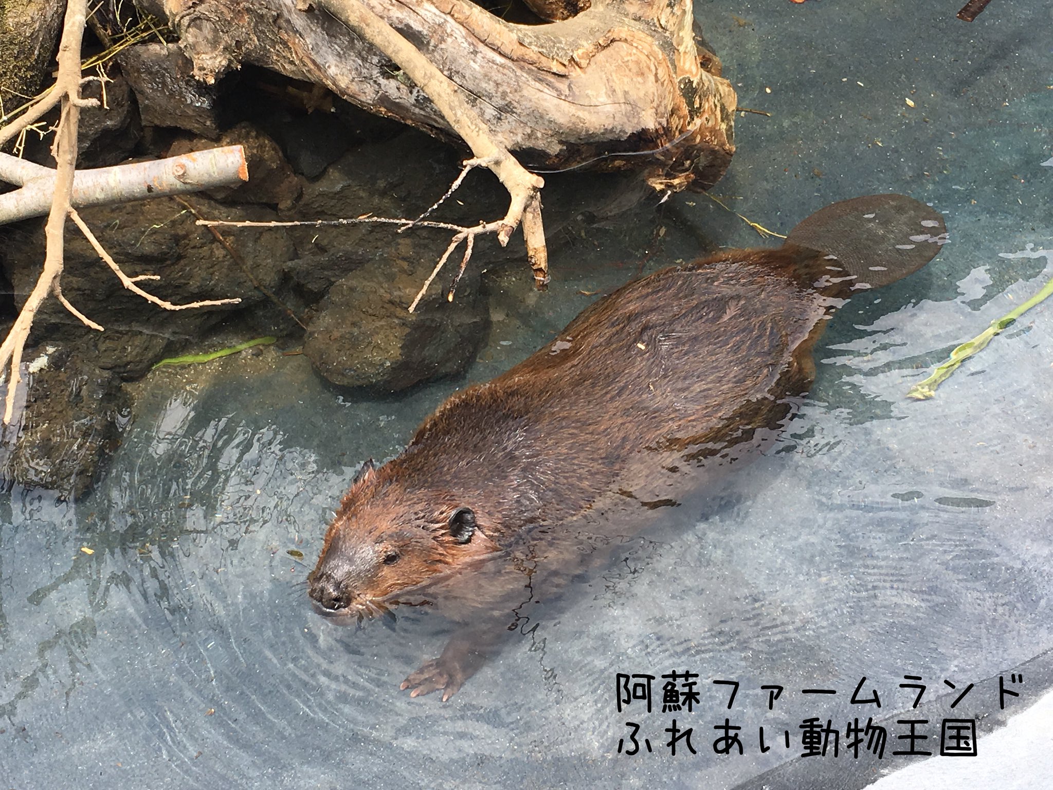 阿蘇ファームランド ふれあい動物王国 Asomanabi Twitter