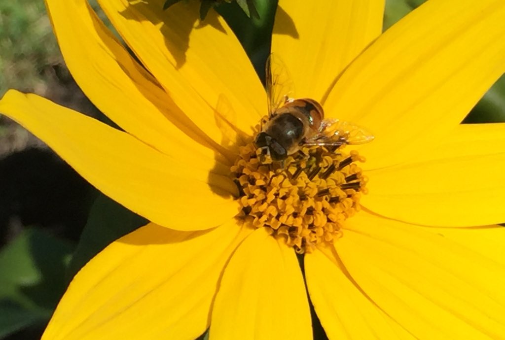 fluttrbyproject's tweet photo. Nights like this, where the temp is hovering around 2°C (36°F), make #summer feel a lonnng way off. Photos help, though! Looking forward to #FlutterbyProject fave, #JerusalemArtichokes, helping to bring all the #bugs to the yard. ☀️😊 https://t.co/J9w8xXCuRf