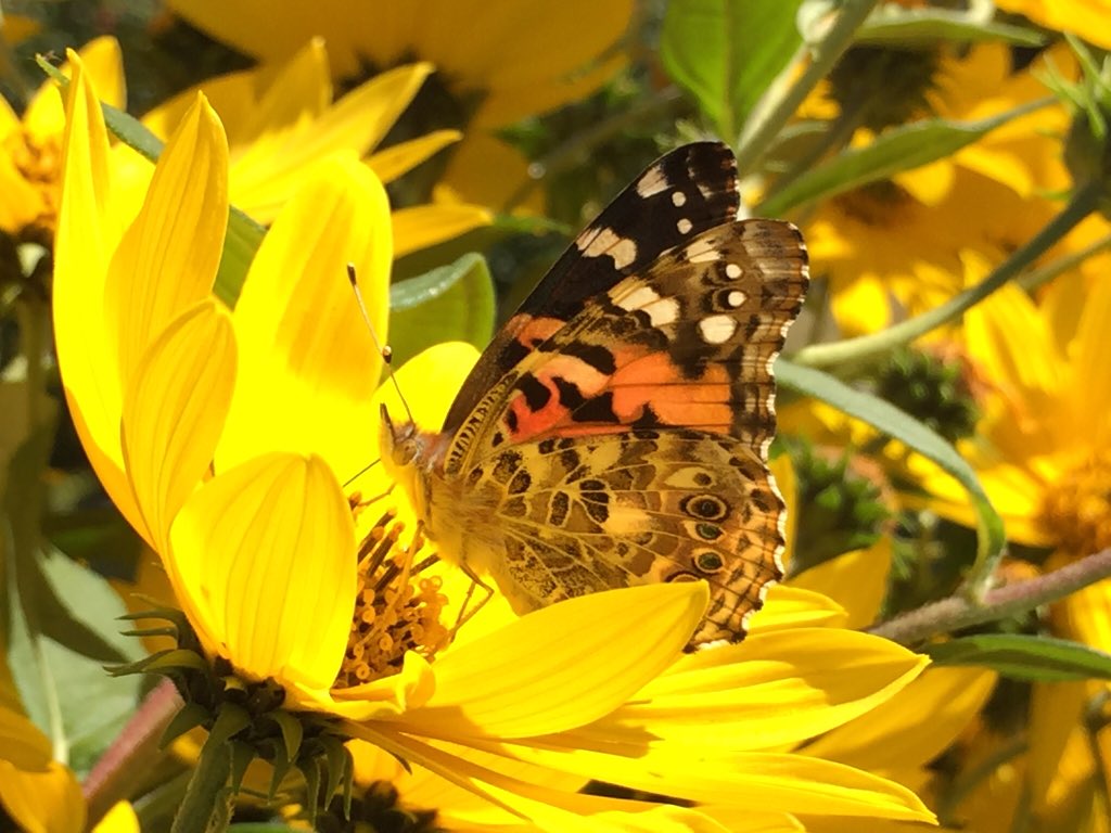 fluttrbyproject's tweet photo. Nights like this, where the temp is hovering around 2°C (36°F), make #summer feel a lonnng way off. Photos help, though! Looking forward to #FlutterbyProject fave, #JerusalemArtichokes, helping to bring all the #bugs to the yard. ☀️😊 https://t.co/J9w8xXCuRf