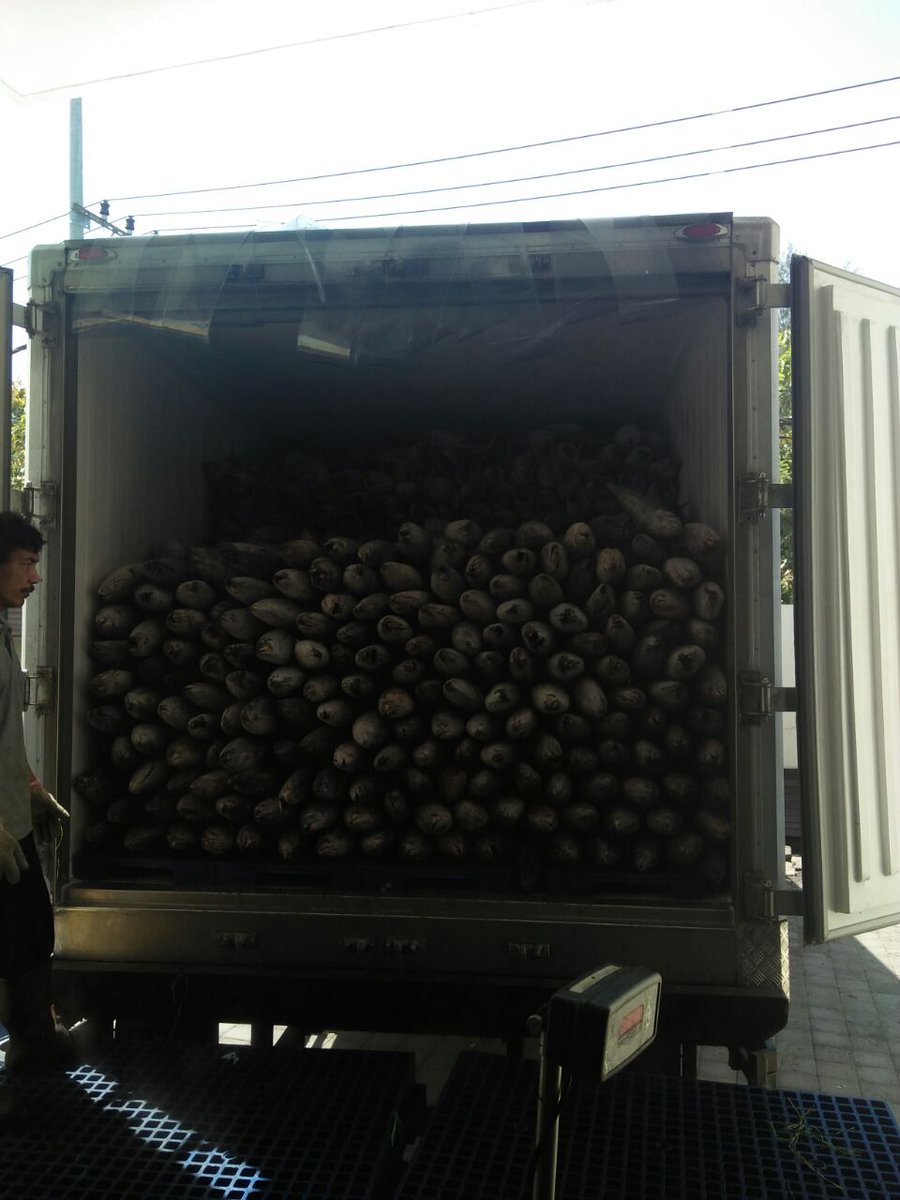 WilkerBenoa's tweet photo. 05/01 #OneHealthKIPM
Pengawasan Stuffing Domestik Keluar di Pelabuhan Benoa. PT. Bagan Sukses Mandiri Komoditi : Cakalang 1 Thermoking 🚛 Tujuan Pasuruan. (21500 kgm)
 by @bkipmdenpasar @wilkerbenoa @HumasBKIPM @rinajanwar2201 https://t.co/WZyLmTo5HV