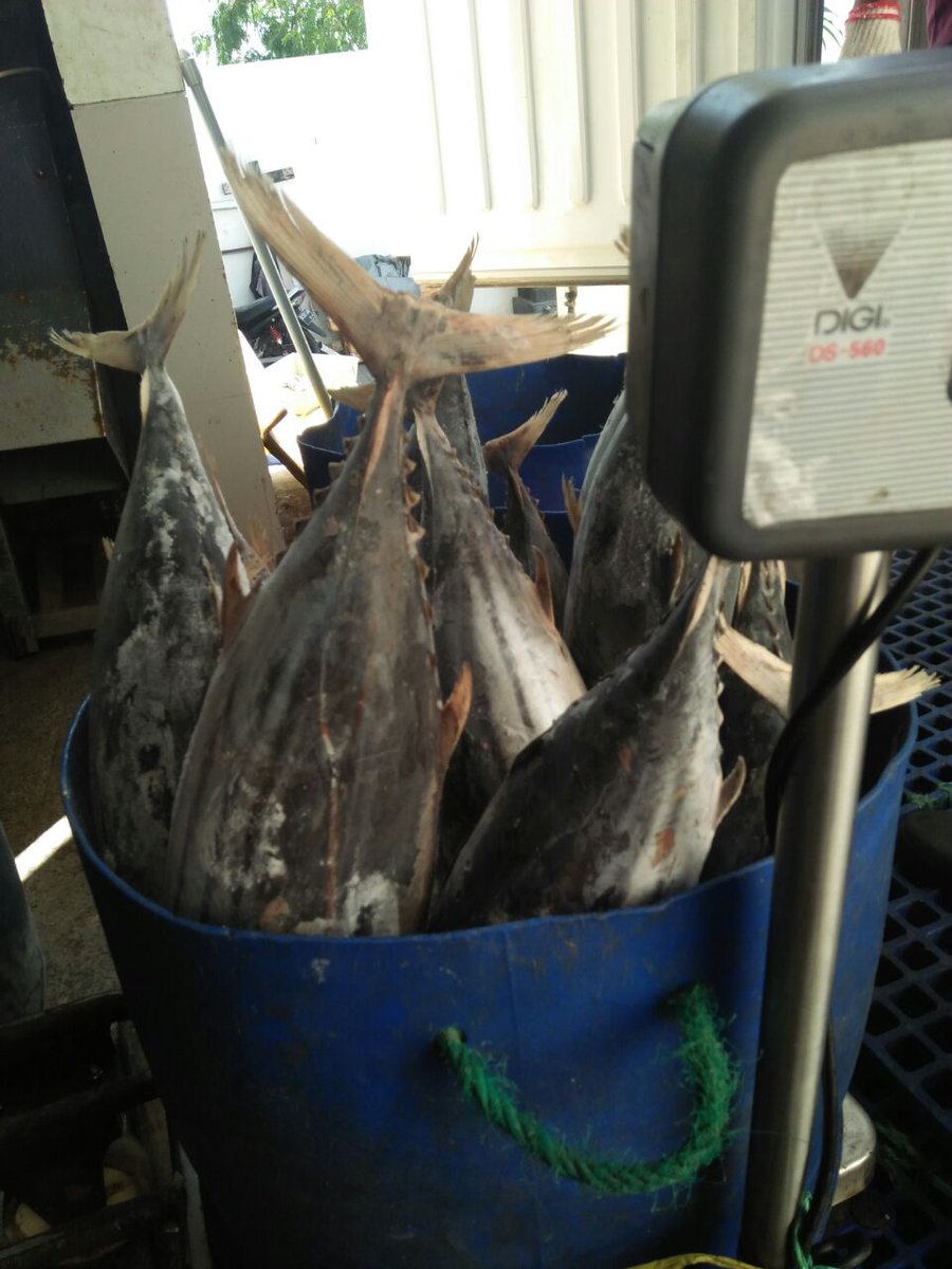 WilkerBenoa's tweet photo. 05/01 #OneHealthKIPM
Pengawasan Stuffing Domestik Keluar di Pelabuhan Benoa. PT. Bagan Sukses Mandiri Komoditi : Cakalang 1 Thermoking 🚛 Tujuan Pasuruan. (21500 kgm)
 by @bkipmdenpasar @wilkerbenoa @HumasBKIPM @rinajanwar2201 https://t.co/WZyLmTo5HV