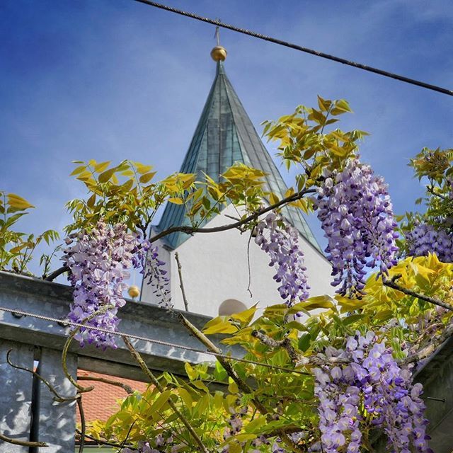 Niedachris On Twitter Blauregen Ab Domberg Wisteria Wisterie Glyzinie Blauregen Cathedral Ig Freising Freising Rathaus Bayern Freising Natur Nature Monument Architecture Art Colorful Ig Naturlovers Ig Nature Rooftop Sunshine Sonne