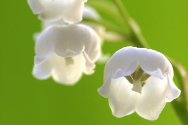 LivingFrance's tweet photo. As well as being the Fête du Travail in France today it is also the Fête du Muguet and it's tradition to give your loved ones a sprig of lily of the valley for good luck > https://t.co/Lw8ctB3Xiv #FeteduMuguet #LabourDay https://t.co/OX7ahfgl2T