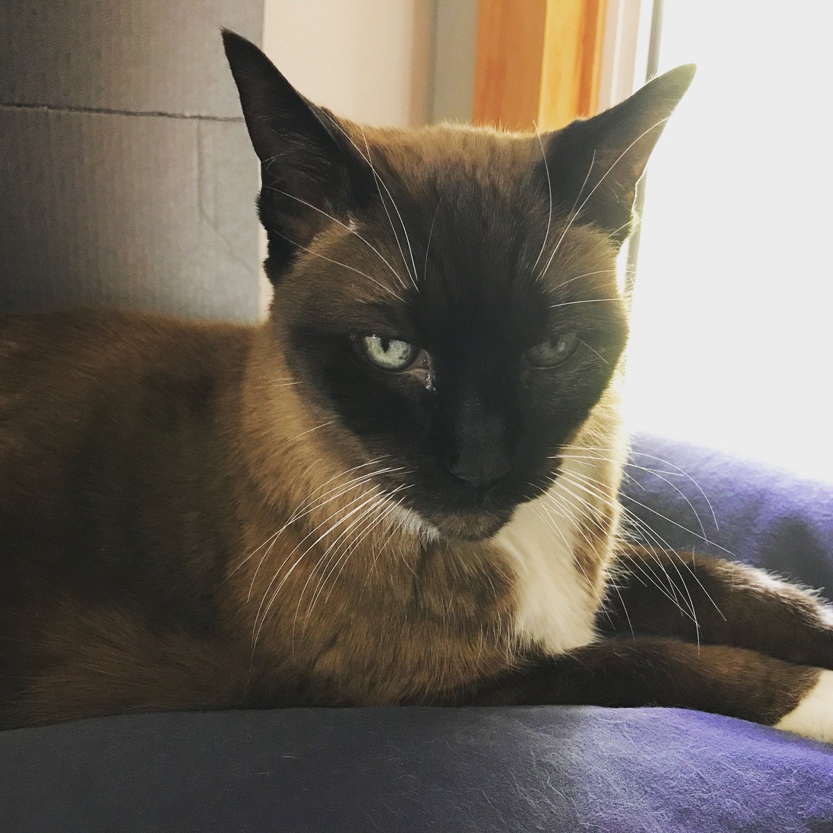 CandraHastings's tweet photo. If this isnโt the face of judgement, I donโt know what is. Itโs like sheโs starring into my soul. ๐ฑ #afraidformylife #plottingmydeath
.
.
.
#CatsOfTwitter #cat #๐พ #๐น #๐ป #kitty #patience #siamesecat https://t.co/wutzf3YjxG