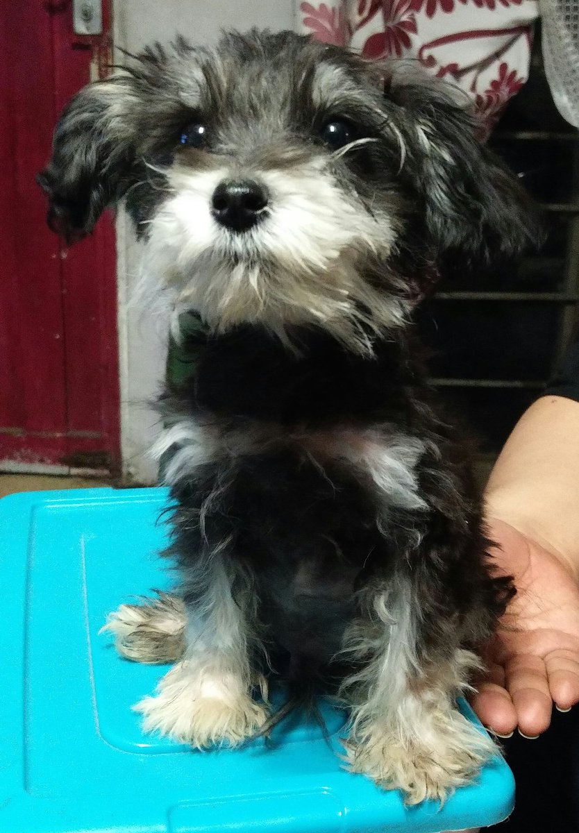 karitiki's tweet photo. Se busca hogar para este perrito que abandonaron, 😭 ¿alguien? 
Schnauzer tamaño mini, tiene 3 meses, macho 🐕
Compartan si saben de alguien que le interese 😊❤ https://t.co/N8YeVJ8E2C