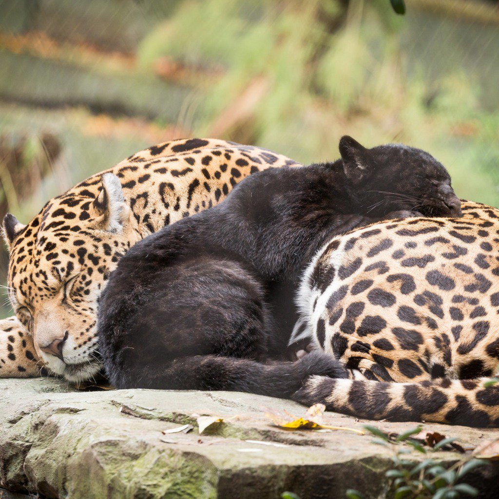 Cute sleeping.