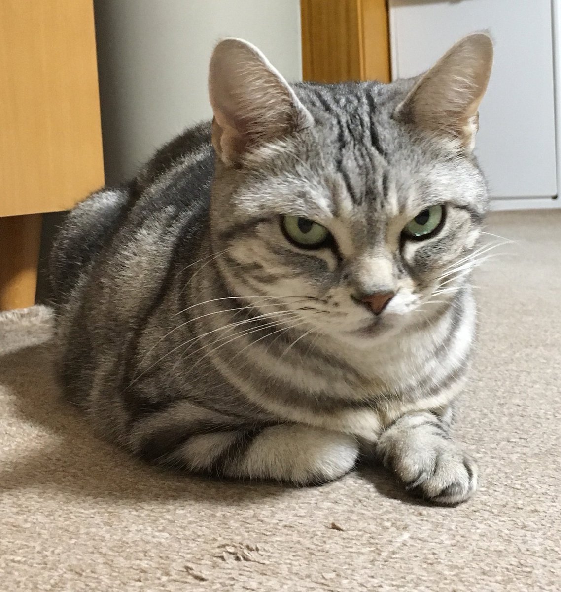 raiseyourtail's tweet image. 激似…。

(；ﾟ Дﾟ) …？

(つд⊂)ｺﾞｼｺﾞｼ

(；ﾟ Дﾟ) …！？

  #MakoSato 
  #まんじゅう猫ブローチ 
  #BASE