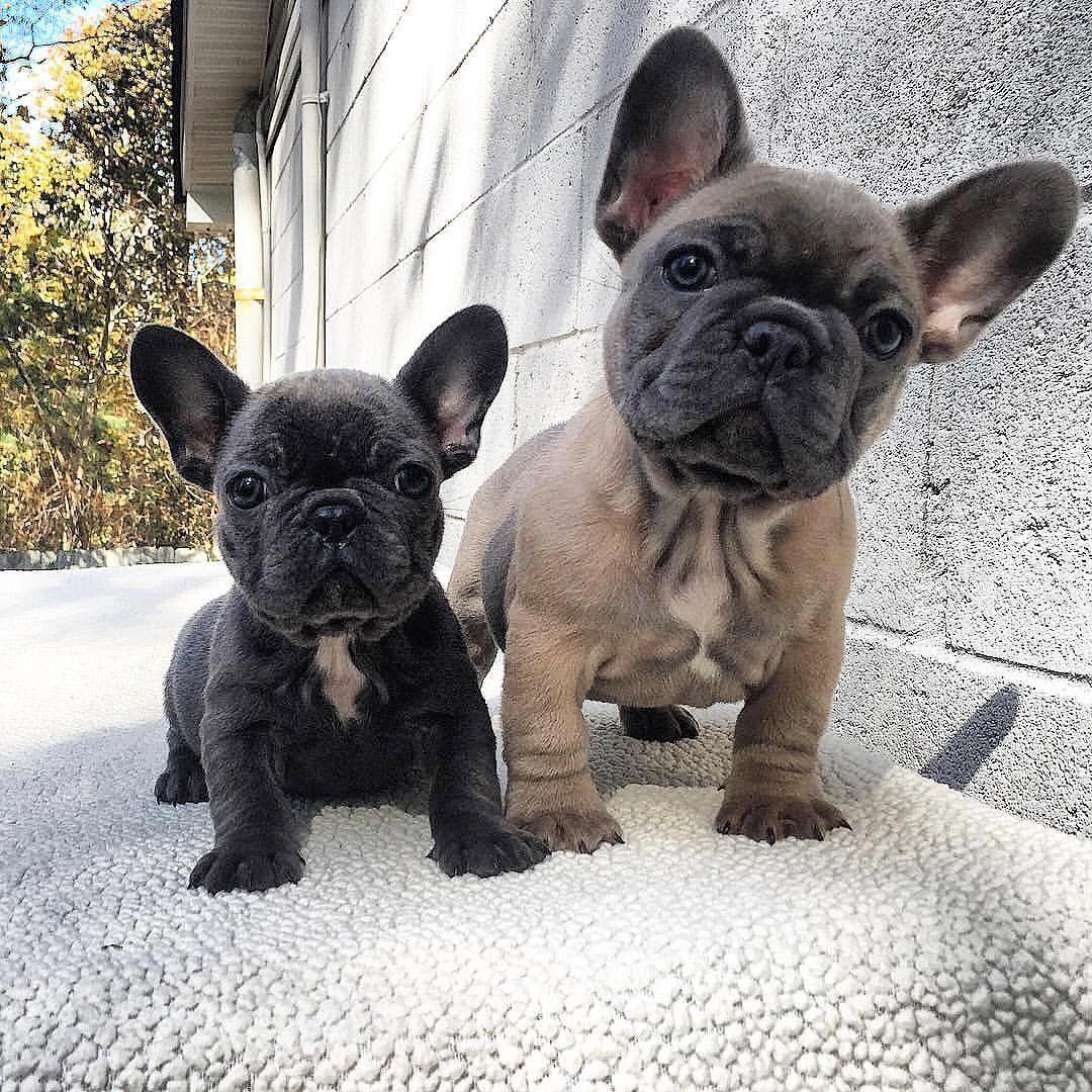 French Bulldogs.