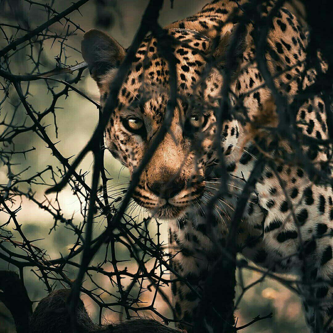 Good morning Twitterworld. Lovely new day for all.😍🐯🐾☀️☺️😘🌼