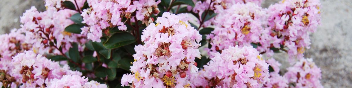 Listly India tweet media